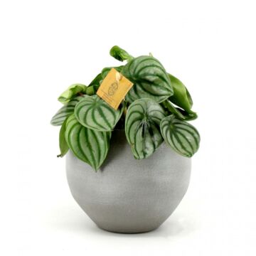 Peperomia argyreia