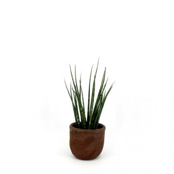 Sansevieria Fernwood Mikado