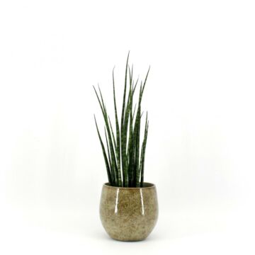 Frauenzunge Sansevieria Fernwood Mikado