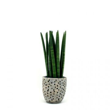 Frauenzunge Sansevieria Straight
