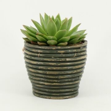 Echeveria Agavoides