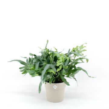 Phlebodium aur. Blue Star