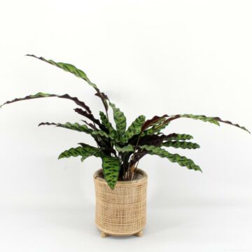 Calathea Insigne - 75CM Calathea Insigne - 75CM