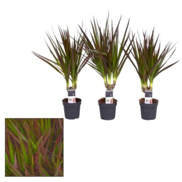 Dracaena Magenta