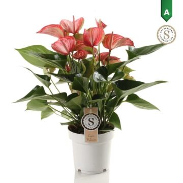 Anthurium Livium Red