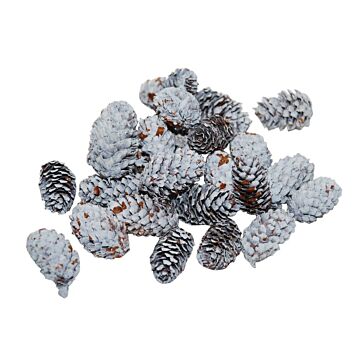 Denneappel spruce mini 4-5cm wit