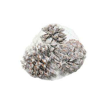 Pinus dena 9-12cm 3st wit