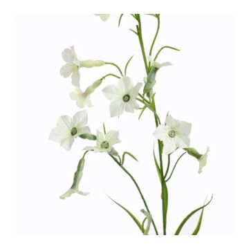 Nicotiana Ziertabak creme 80 cm 