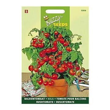 Buzzy® Buschtomate Maja