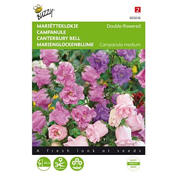 Campanula, Mariettenglocke gefüllt – Buzzy