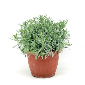 Lavendel Ø25 Strauch