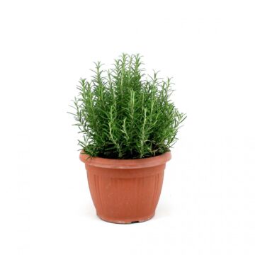 Rosemarin Ø25 Strauch