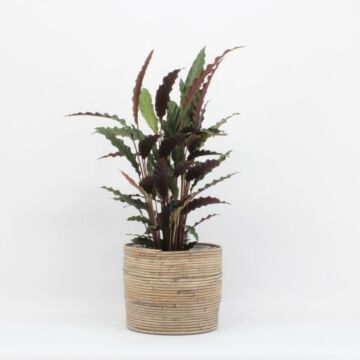 Calathea Wavestar