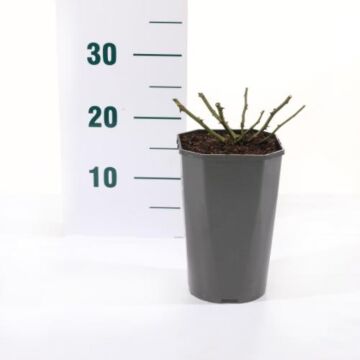 Rosa 'Lovely Fairy'®