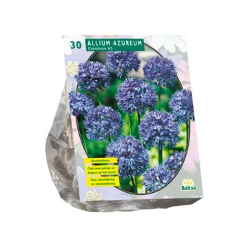 Allium Caeruleum Azureum pro 30