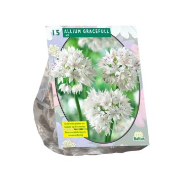 Allium Gracefull pro 15
