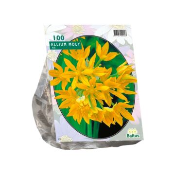 Allium Moly pro 100