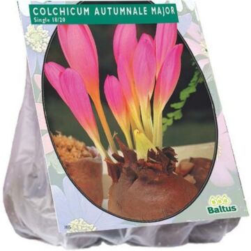 Colchicum Aut. Hauptfach (Herbst Bl) pro 2 Colchicum Aut. Hauptfach (Herbst Bl) pro 2