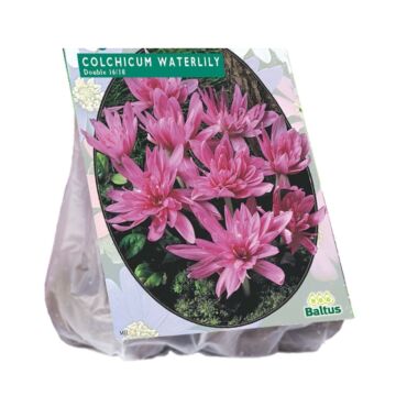 Colchicum-Seerose (Herbst Bl) pro 2
