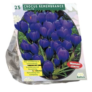 Krokus großblumig, blau pro 25
