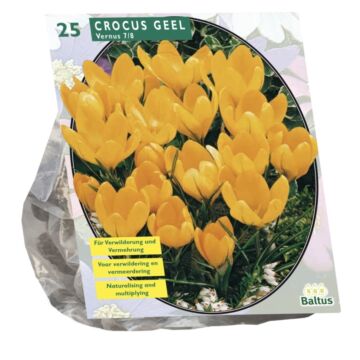 Krokus großblumig, gelb pro 25