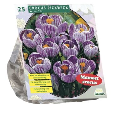Krokus großblumig, gestreift pro 25