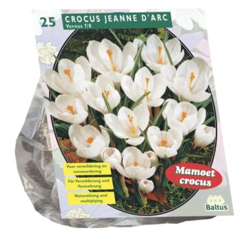 Krokus großblumig, weiß pro 25