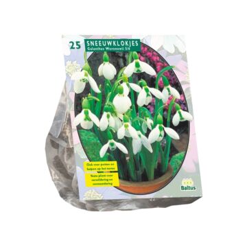 Galanthus Woronowii pro 25