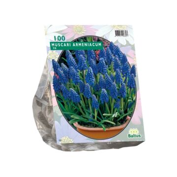 Muscari Armeniacum pro 100
