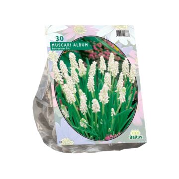 Muscari Botryoides Album pro 30