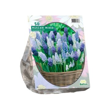 Muscari-Mix pro 50