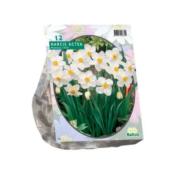 Narzisse Actea pro 12