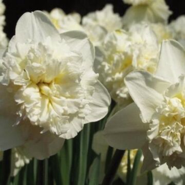 Narcis Ice King per 15 Narcis Ice King per 15