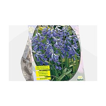 Scilla Nutans Endymion non Scripta pro 15