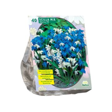 Scilla Siberica gemischt pro 40