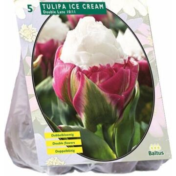 Tulipa ice cream 5st Tulipa ice cream 5st