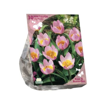 Bienen & Schmetterlinge – Tulipa Bakari Lilac Wonder pro 30