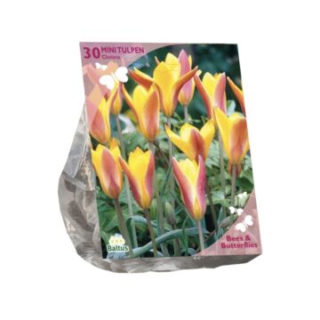Bienen und Schmetterlinge - Tulipa Clusiana var. Chrysantheme pro 30