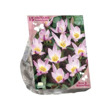 Bienen & Schmetterlinge – Tulipa Pulchella Humillis pro 15