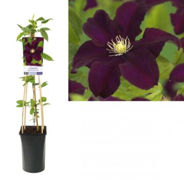 Waldrebe - Clematis 'Warszawska Nike'