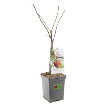 Jonagold apfel patiobaum - Malus domestica Jonagold