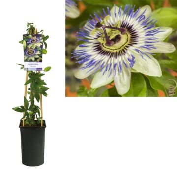Passionsblume - Passiflora caerulea