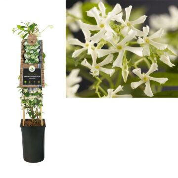 Toskanischer Jasmin