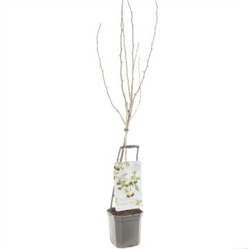 Handbirne - Wonder tree Doyenne du Comice Handbirne - Wonder tree Doyenne du Comice