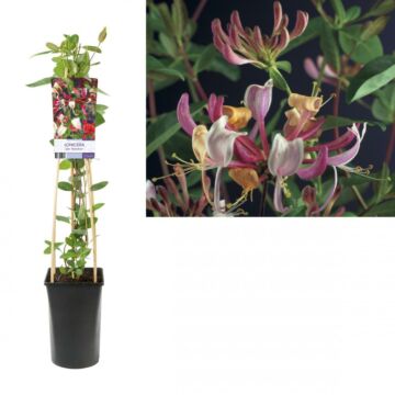 Geißblatt - Lonicera periclymenum 'Serotina'