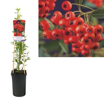 Feuerdorn - Pyracantha coccinea 'Red Column'