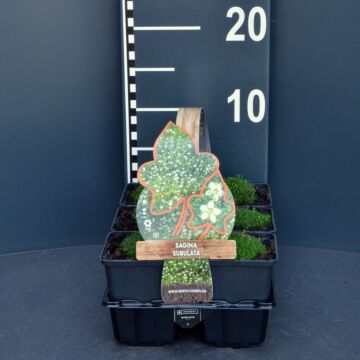 Sternmoos - Sagina subulata 4-pack