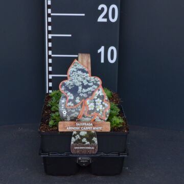 Moos Steinbrech - Saxifraga arendsii 'Carpet White'