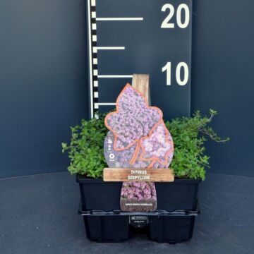 Thymian - Thymus serpyllum