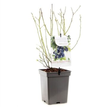 Heidelbeere - Vaccinium corymbosum 'Bluecrop'